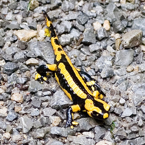 Salamanders