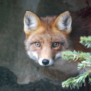 Vulp