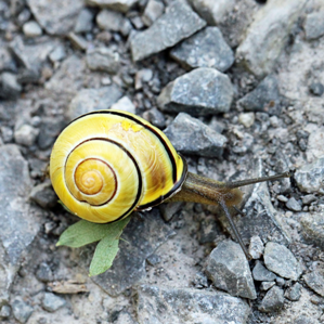 Molluscs