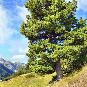 Coniferas
