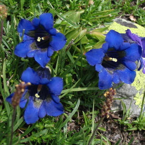 Flurs alpinas