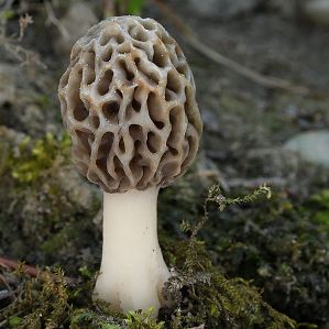 Ulteriurs urdens da bulieus