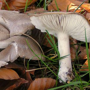 Urden dals «lamellers»