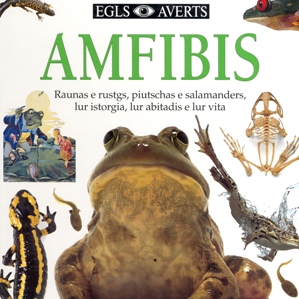 Amfibis