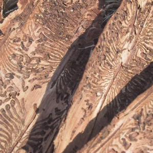 Baus
