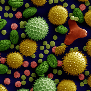Allergias