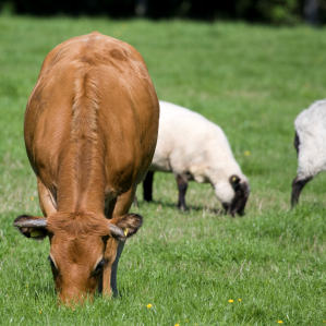 Allevament d'animals