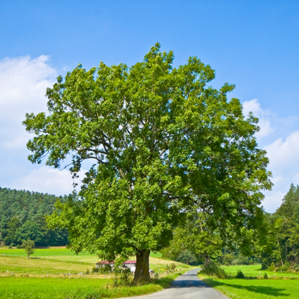 Fraissens