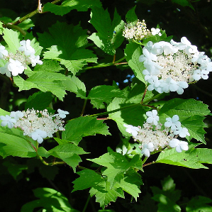 Chagliom