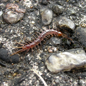 Millipes