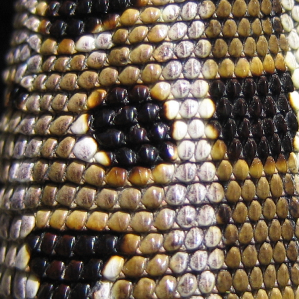 Reptils en general