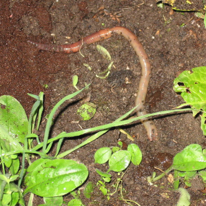Annelids