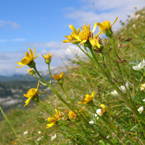 Flurs alpinas ed autalpinas