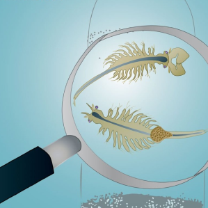 Invertebrads