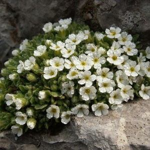 Flurs autalpinas