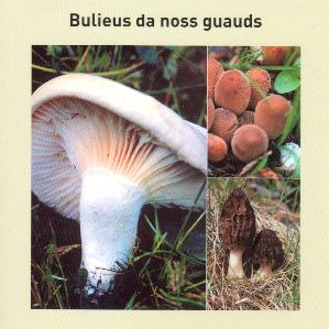 Bulieus en general