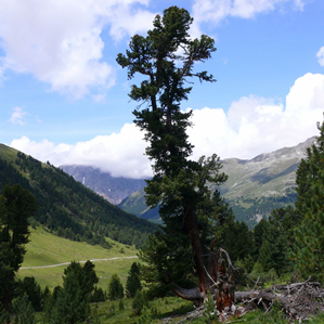 Scuol