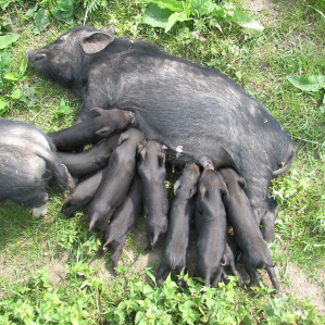Mammals en general