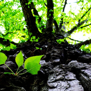 Plantas da guaud en general