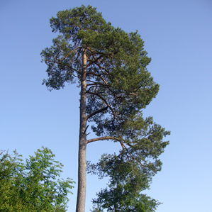Tieu da guaud