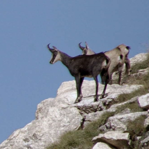 La chatscha d'avant 100 onns