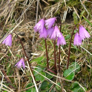 Soldanella alpina