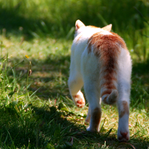 Sche Stroli na turna betg...