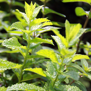 Menta