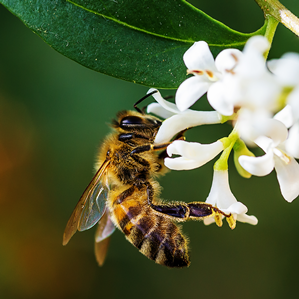 Avieuls ed apicultura