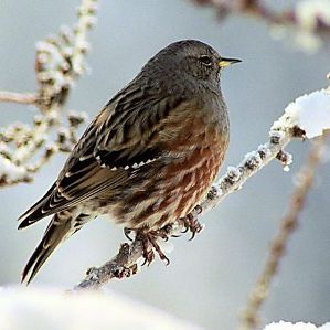 Brunella da muntogna