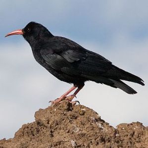 Corvagl