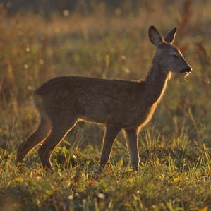 Charn da selvaschina