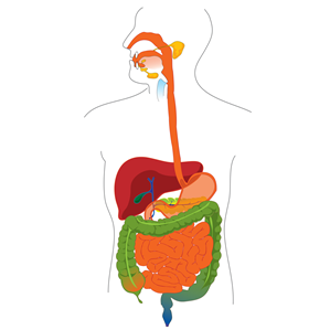 Tract digestiv