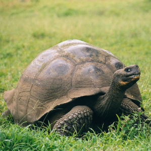 Tartarugas gigantas