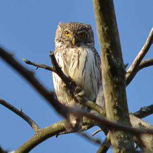 Tschuetta nanina