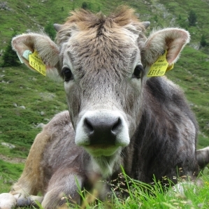 Omeopatia