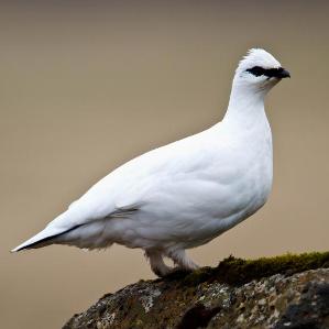 Urblauna