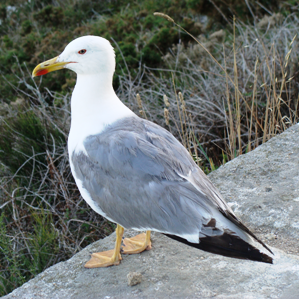 Muetta d'argient mediterrana