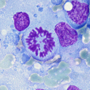 La structura da basa da la vita