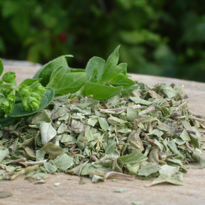 Oregano