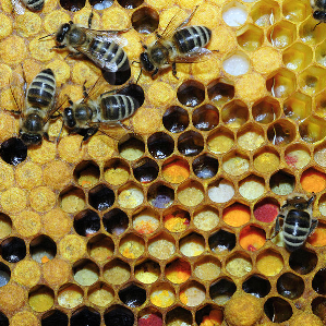 La curta vita d’in avieul