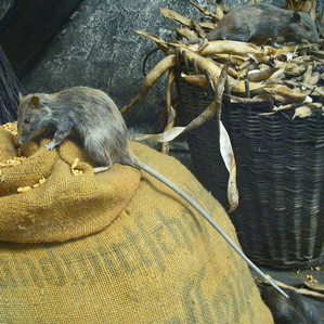 Ratun
