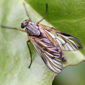Mustga becassina