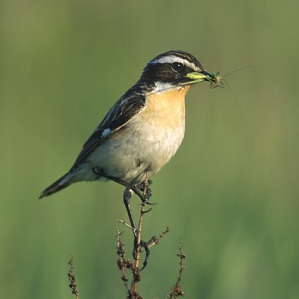 Puppenbrin
