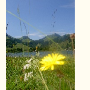 Veronica e la vita verda