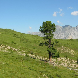 Protecziun da la natira