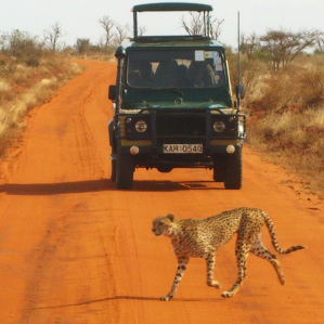 Safari