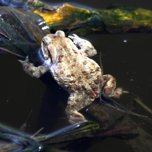 Rustgs derasads en Svizra