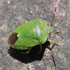 Pidra da plantas